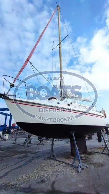 westerly Westerly tiger