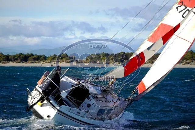 westerly Westerly tiger